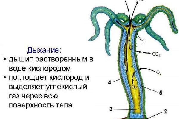 Кракен это гидра